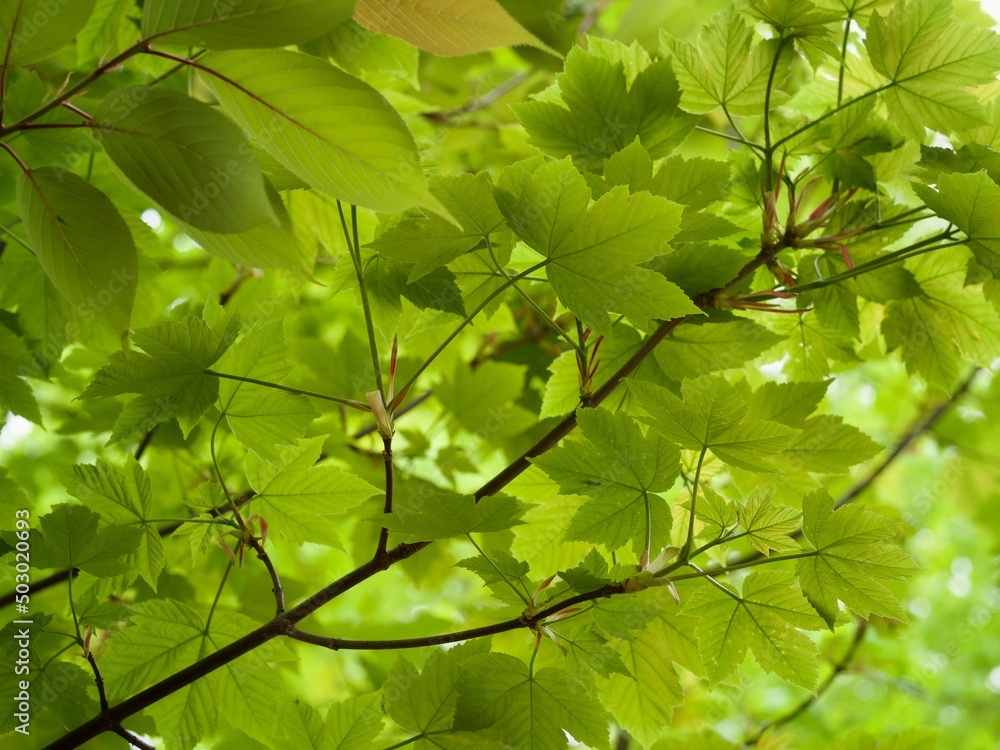 Green Leaves in Spring Green Leaves in Spring