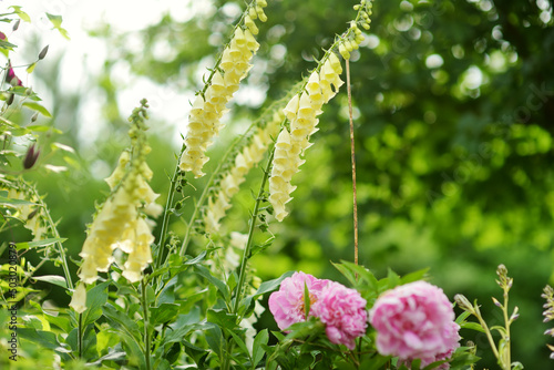 Beautiful yellow foxglove flowers blossoming in the garden on sunny summer day. Digitalis purpurea blooming on flower bed. photo