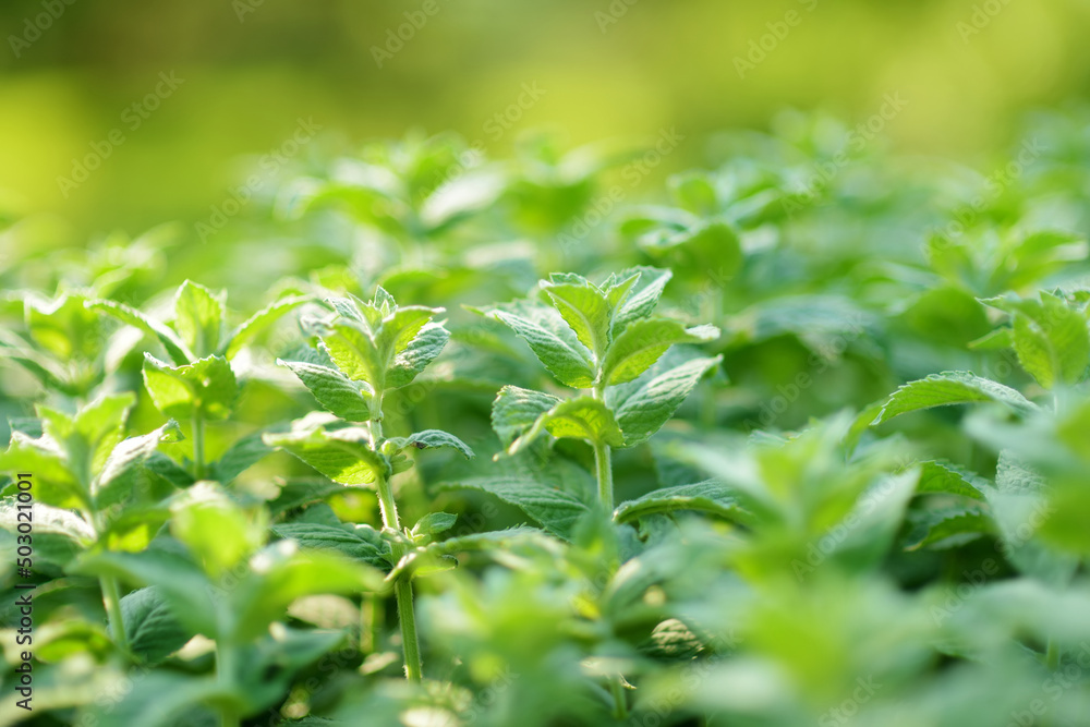 Fresh mint plant growing at vegetable garden on sunny summer day. Green melissa leaves. Fresh mint plant growing at vegetable garden on sunny summer day. Green melissa leaves.