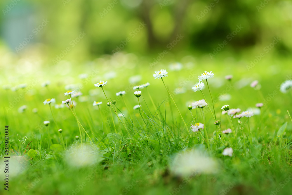 Beautiful meadow in springtime full of flowering white common daisies on green grass. Lawn with daisies.