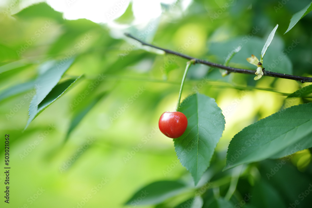 Ripe cherry hanging from a cherry tree branch. Harvesting berries in cherry orchard after the rain. Ripe cherry hanging from a cherry tree branch. Harvesting berries in cherry orchard after the rain.
