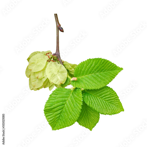 Elm or Ulmus Glabra Pendula branch with fruits and young leaves isolated on white background. Decorative weeping tree for landscaping.