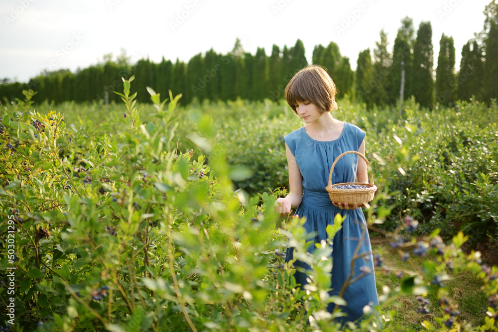 Cute young girl picking fresh berries on organic blueberry farm on warm and sunny summer day. Fresh healthy organic food for kids. Cute young girl picking fresh berries on organic blueberry farm on warm and sunny summer day. Fresh healthy organic food for kids.
