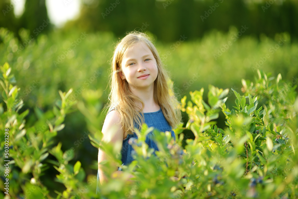 Cute young girl picking fresh berries on organic blueberry farm on warm and sunny summer day. Fresh healthy organic food for kids. Cute young girl picking fresh berries on organic blueberry farm on warm and sunny summer day. Fresh healthy organic food for kids.
