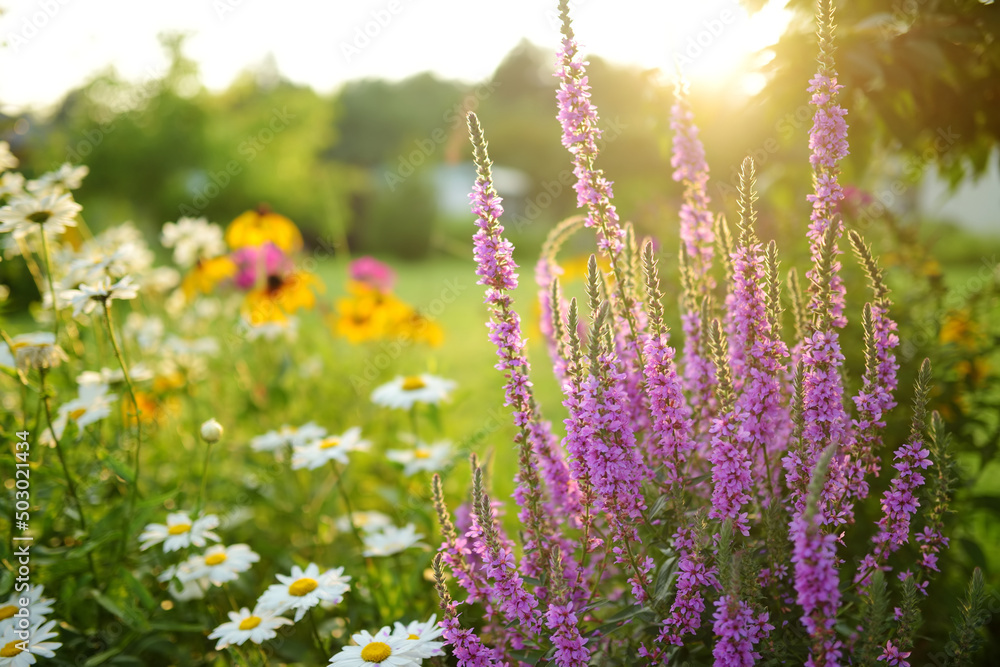 Purple loosestrife flowers blossoming in the garden on sunny summer day. Lythrum tomentosum or spiked loosestrife on flower bed outdoors. Purple loosestrife flowers blossoming in the garden on sunny summer day. Lythrum tomentosum or spiked loosestrife on flower bed outdoors.