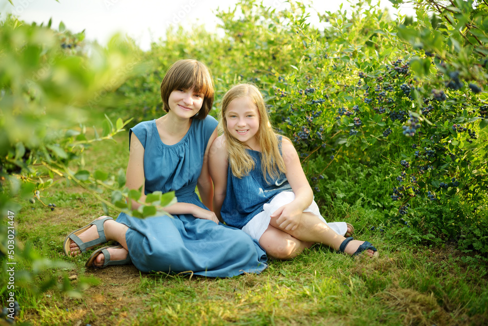 Cute young sisters picking fresh berries on organic blueberry farm on warm and sunny summer day. Fresh healthy organic food for kids. Cute young sisters picking fresh berries on organic blueberry farm on warm and sunny summer day. Fresh healthy organic food for kids.