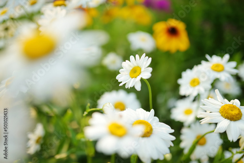 Beautiful chamomile flowers blossoming on sunny summer day. Nature scene with blooming white and yellow daisies.