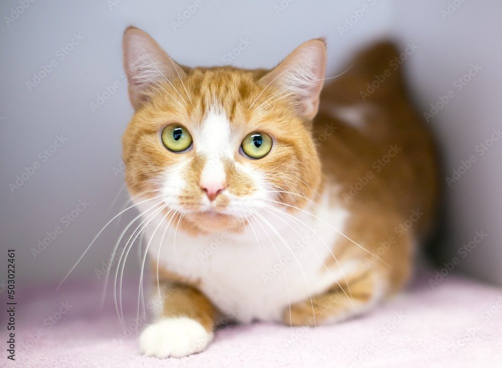 An orange tabby and white shorthair cat with long whiskers