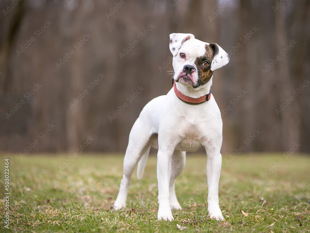 A Pug x Beagle x Bulldog mixed breed dog listening with a head tilt