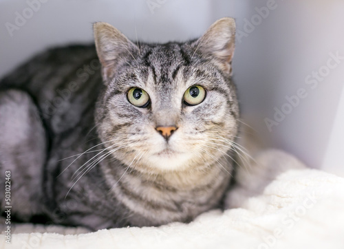 A gray tabby shorthair cat lying on a blanket and looking up
