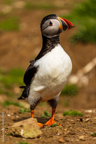 Colorful common Puffin (Fratercula arctica) standing near its burrow in late spring (Wales, UK) © whitcomberd
