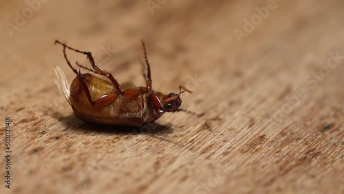 A brown beetle lying on its back on wooden floor. It moves and flails its legs to get back on its feet. Concept of not giving up when life gets hard. photo