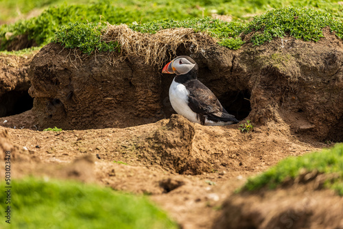 Photos Cute, colorful Puffin (Fratercula arctica) standing next to its burrow during th