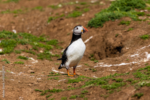 Cute, colorful Puffin (Fratercula arctica) standing next to its burrow during the breeding season © whitcomberd