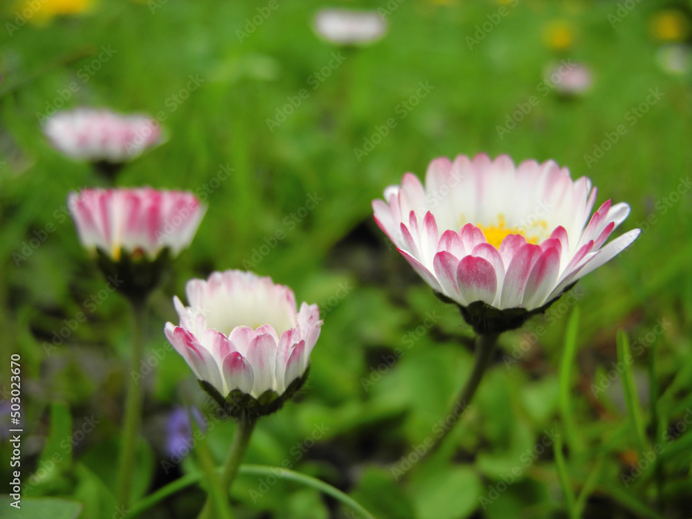 White-pink Bellis perennis spring flowers (Lawn daisy or Bruisewort) on blurred background of green meadow. Spring wallpaper.       