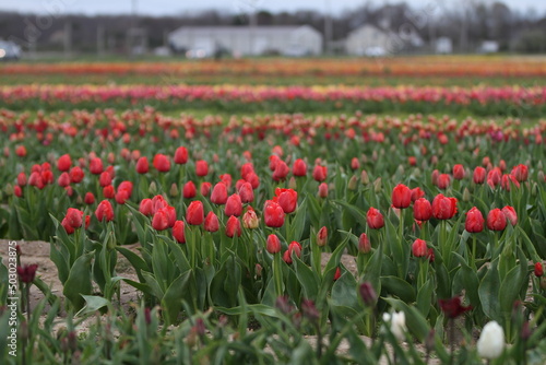 Wallpaper Mural Tulip Field in Spring Torontodigital.ca