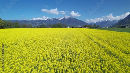 Low aerial shot over a beautiful yellow rapeseed field in the swiss alps