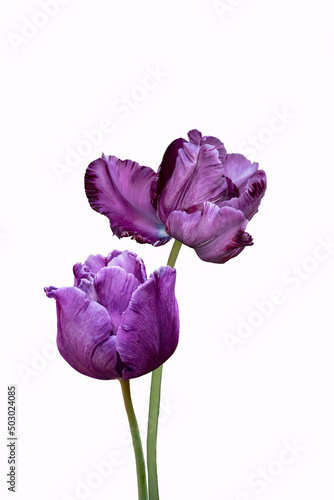Purple tulip flowers close up. Isolated on white background