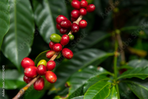 Raw arabica coffee berries in coffee plantation, Chiriqui, Panama photo