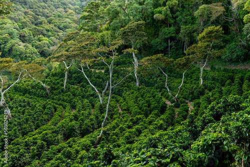 Organic coffee farm in the mountains of Panama, Chiriqui highlands