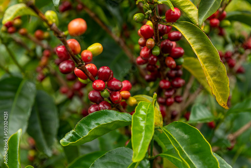 Raw arabica coffee beans in coffee plantation, Chiriqui, Panama photo