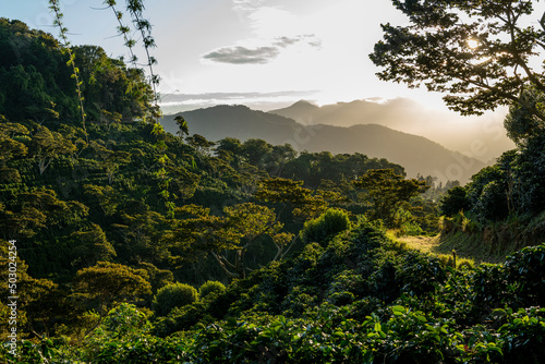 Sunrise in a coffee farm in the mountains of Panama, Chiriqui