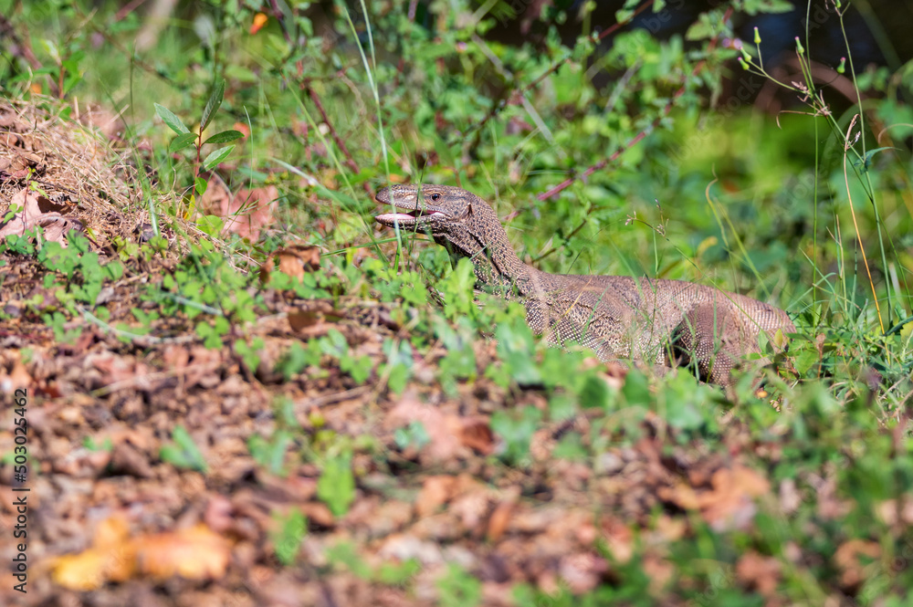Bengal monitors or Varanus bengalensis perform mating Bengal monitors or Varanus bengalensis perform mating