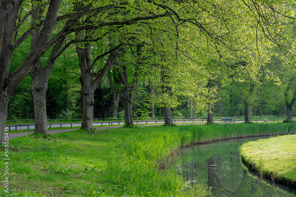 Fototapeta premium Beautiful spring background with pathway through the wood, Young green leaves on the tree, Rows of tree trunk along the walkways and canal, Amsterdamse Bos (Forest) Amstelveen, Amsterdam, Netherlands.