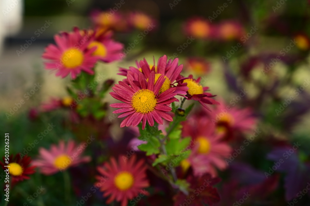 赤い花 赤い花