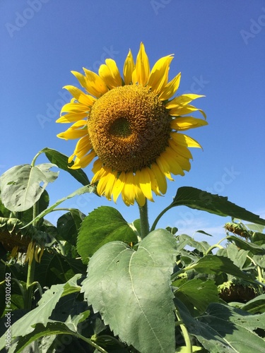 sunflower with blue sky in summer day