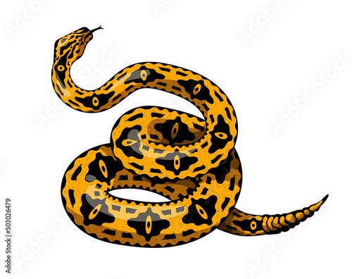 yellow and black rattlesnake boa serpent