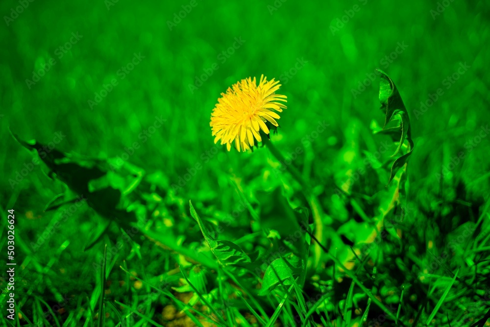 Lonely dandelion in the meadow Lonely dandelion in the meadow