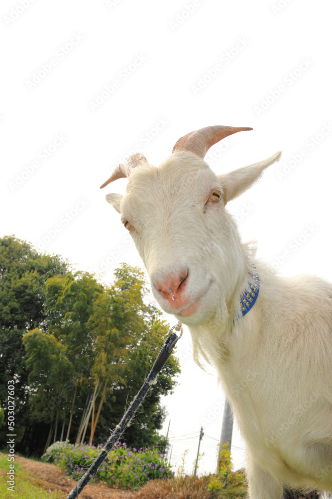 Fototapeta premium 牧場のヤギ Ranch goat