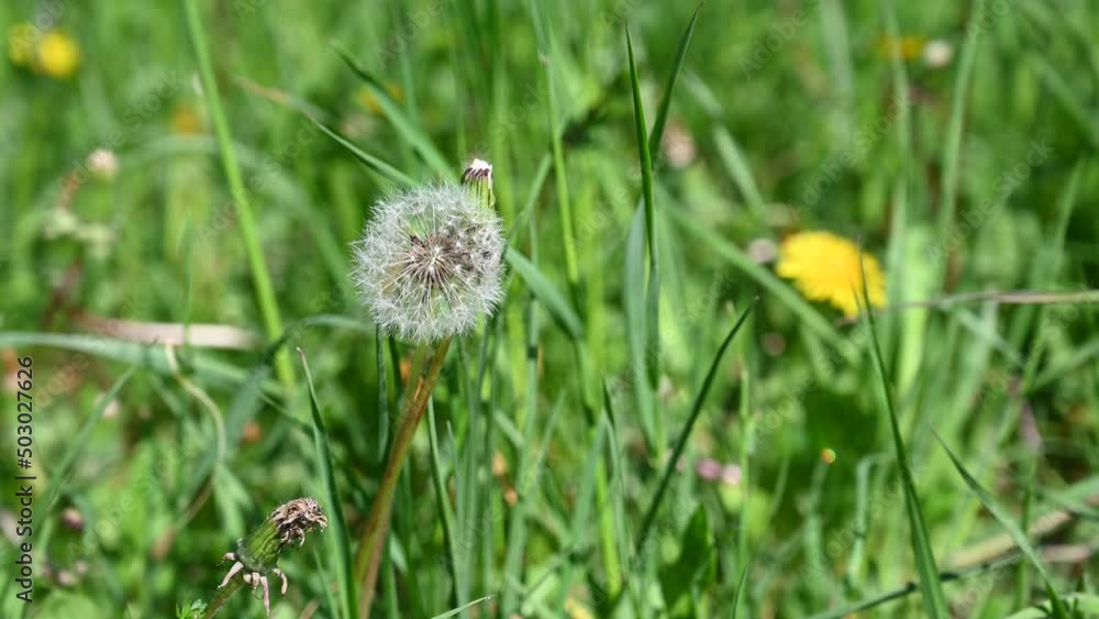 Dandelion flower and blowball on the field. Dandelion flower and blowball on the field.