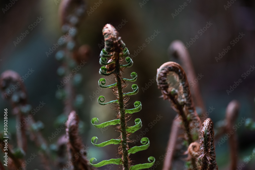 Fern leaves in spiral in the woods with cinematic effect and selective focus