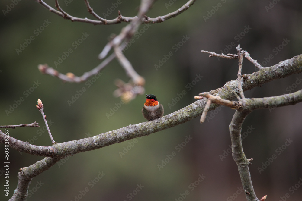 a ruby-throated hummingbird (archilochus colubris) perched on a tree branch a ruby-throated hummingbird (archilochus colubris) perched on a tree branch