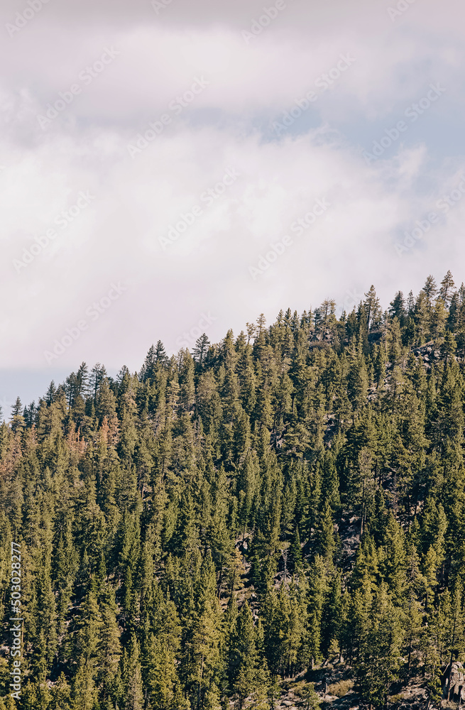 Pine trees in the mountains over the sky Pine trees in the mountains over the sky