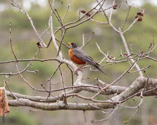 An american robin (turdus migratorius) perched on a tree branch