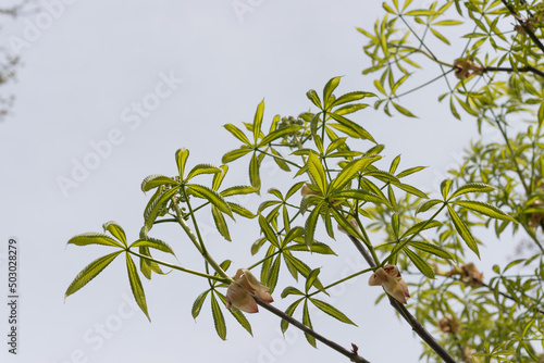 horse chestnut branches with young spring leaves on a blue sky