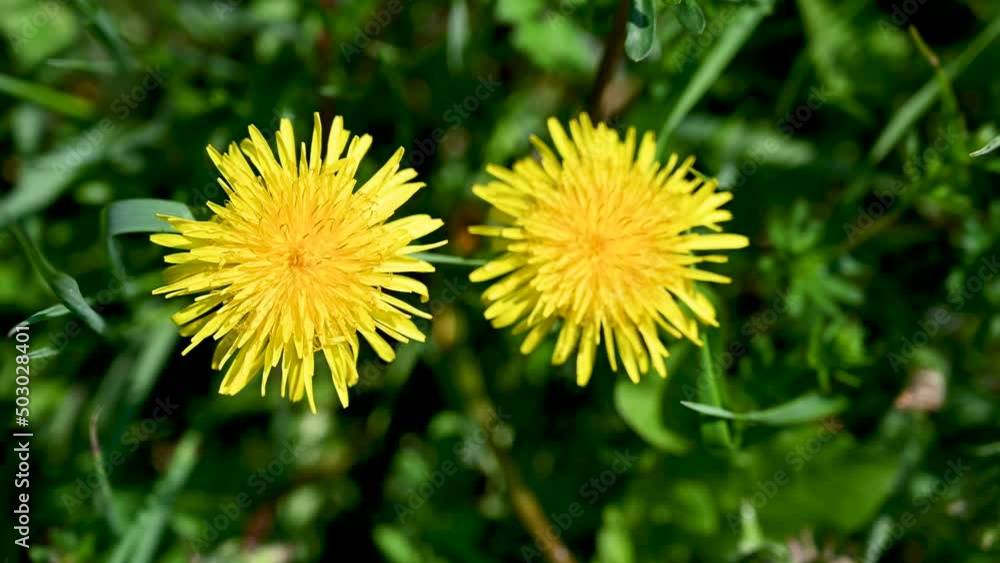 Dandelion flowers growing on the field, view from above. Blooming yellow dandelion on meadow. Sunny spring day. Dandelion flowers growing on the field, view from above. Blooming yellow dandelion on meadow. Sunny spring day.