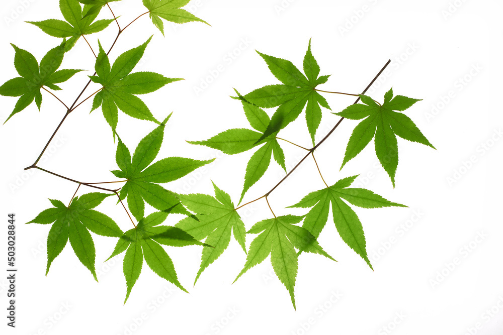 Fototapeta premium 新緑の紅葉 白バック