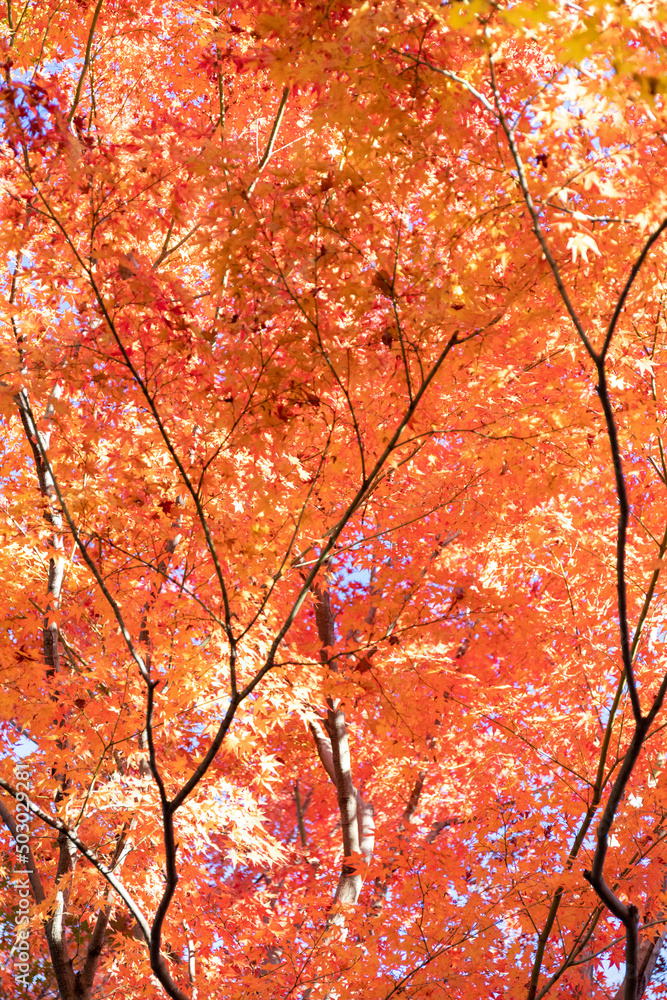 京都・東福寺の紅葉 京都・東福寺の紅葉
