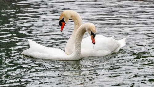 Swans at Lake Ontario during springtime in Humber Bay  Ontario  Canada