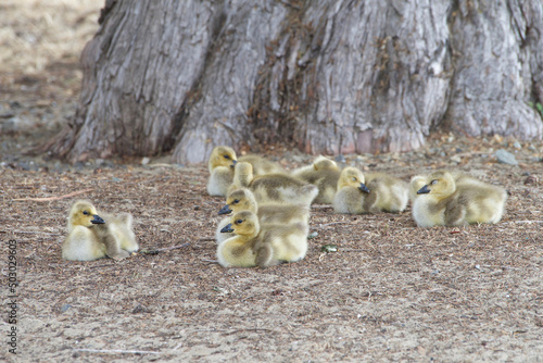 Close up of gosling, baby Canada geese, resting under the shade of an Oak tree in a city park.