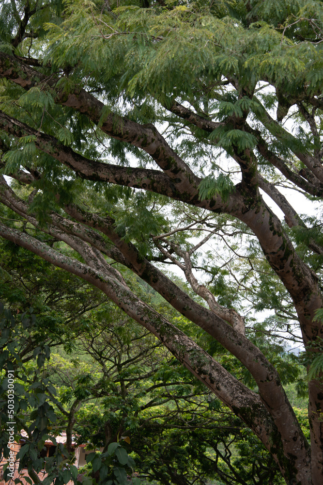 Fototapeta premium trees in the forest