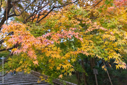 京都・仁和寺の紅葉