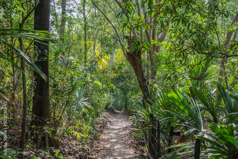 forest path forest path
