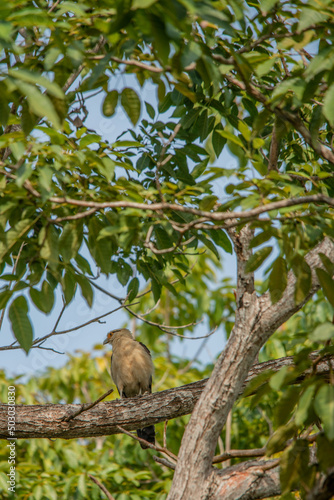 bird on a tree