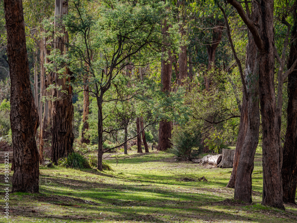 Fototapeta premium Sun Lit Clearing