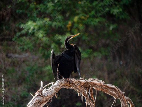 Black Darter photo